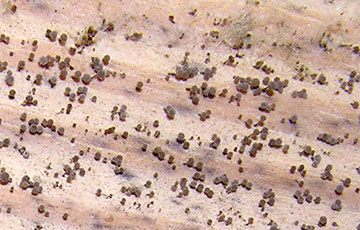 Brown mold 