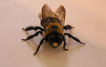 Carpenter Bees 