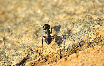 Carpenter Ant 