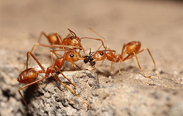 Fire Ants 