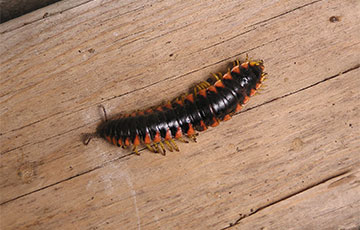 Millipede 