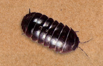 Pill Bugs 