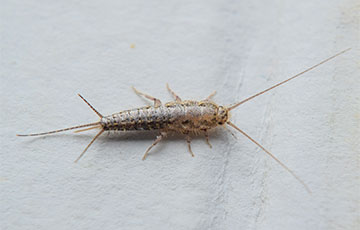 Silverfish 