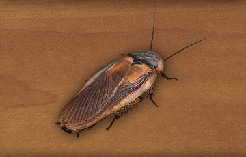 Smoky Brown Roach 