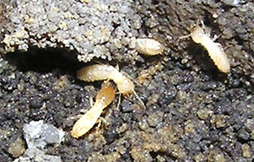 Termites